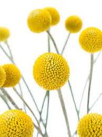 Ramo varitas craspedias - Imagen 2