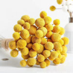 Ramo varitas craspedias