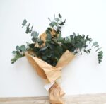 Ramo silvestre Eucalyptus