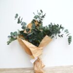 Ramo silvestre Eucalyptus