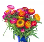 Ramo de siemprevivas - Imagen 3