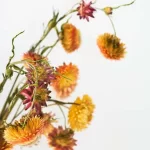 Ramo de siemprevivas