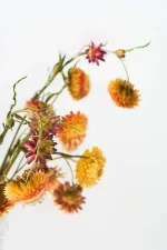 Ramo de siemprevivas