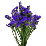 Ramo statice morado