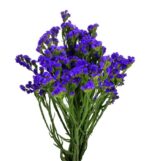 Ramo statice morado